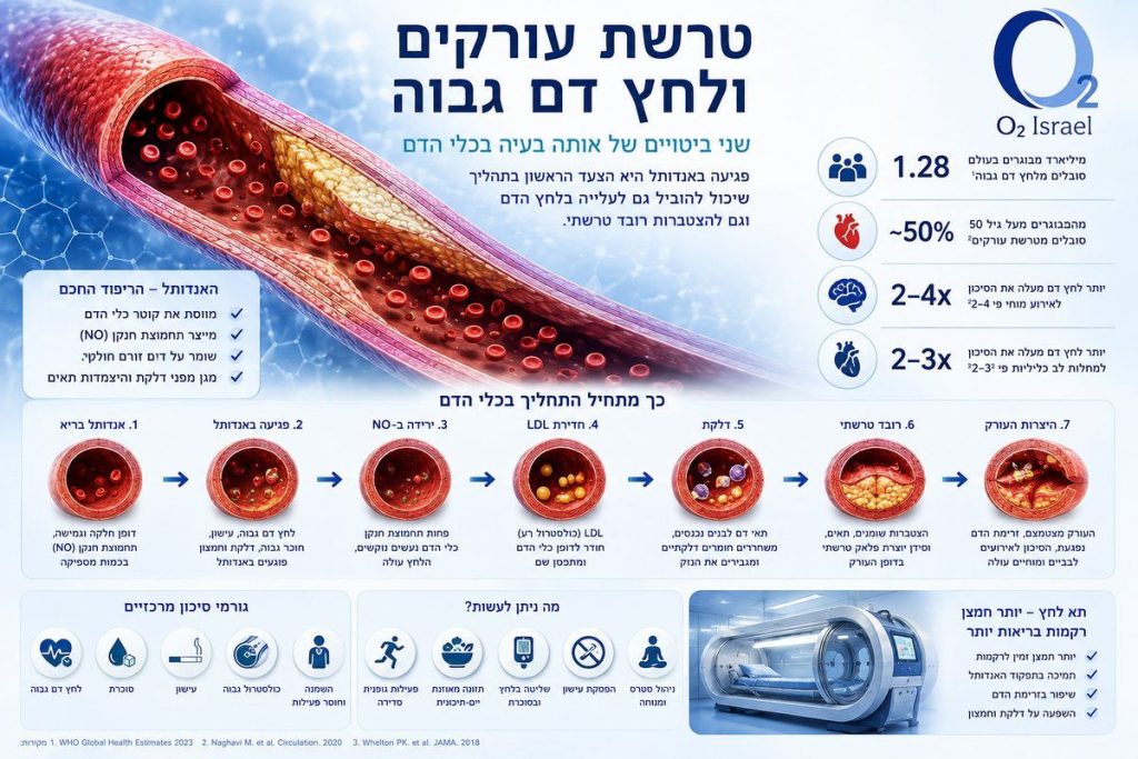 אינפוגרפיקה רפואית המציגה את הקשר בין האנדותל, טרשת עורקים, לחץ דם גבוה ותא לחץ מתון באמצעות חתך של כלי דם ושלבי התפתחות הרובד הטרשתי.