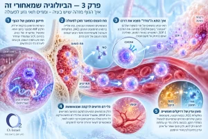 המחשה של תאי גזע נעים ממח העצם לכיוון רקמה בתהליך התחדשות