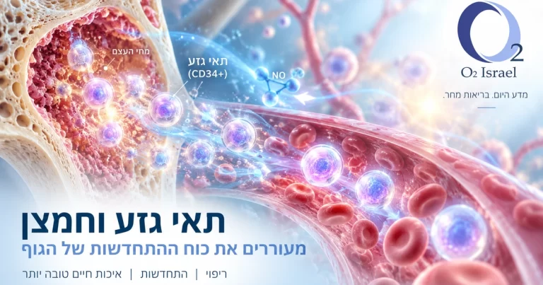 תאי גזע (CD34+) נעים ממח העצם אל זרם הדם בתהליך גיוס המושרה על ידי חמצן בלחץ — איור מדעי של O2 ישראל