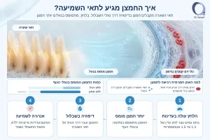 אינפוגרפיקה: מסלול החמצן מכלי הדם, דרך נוזלי השבלול, אל תאי השערה באוזן הפנימית