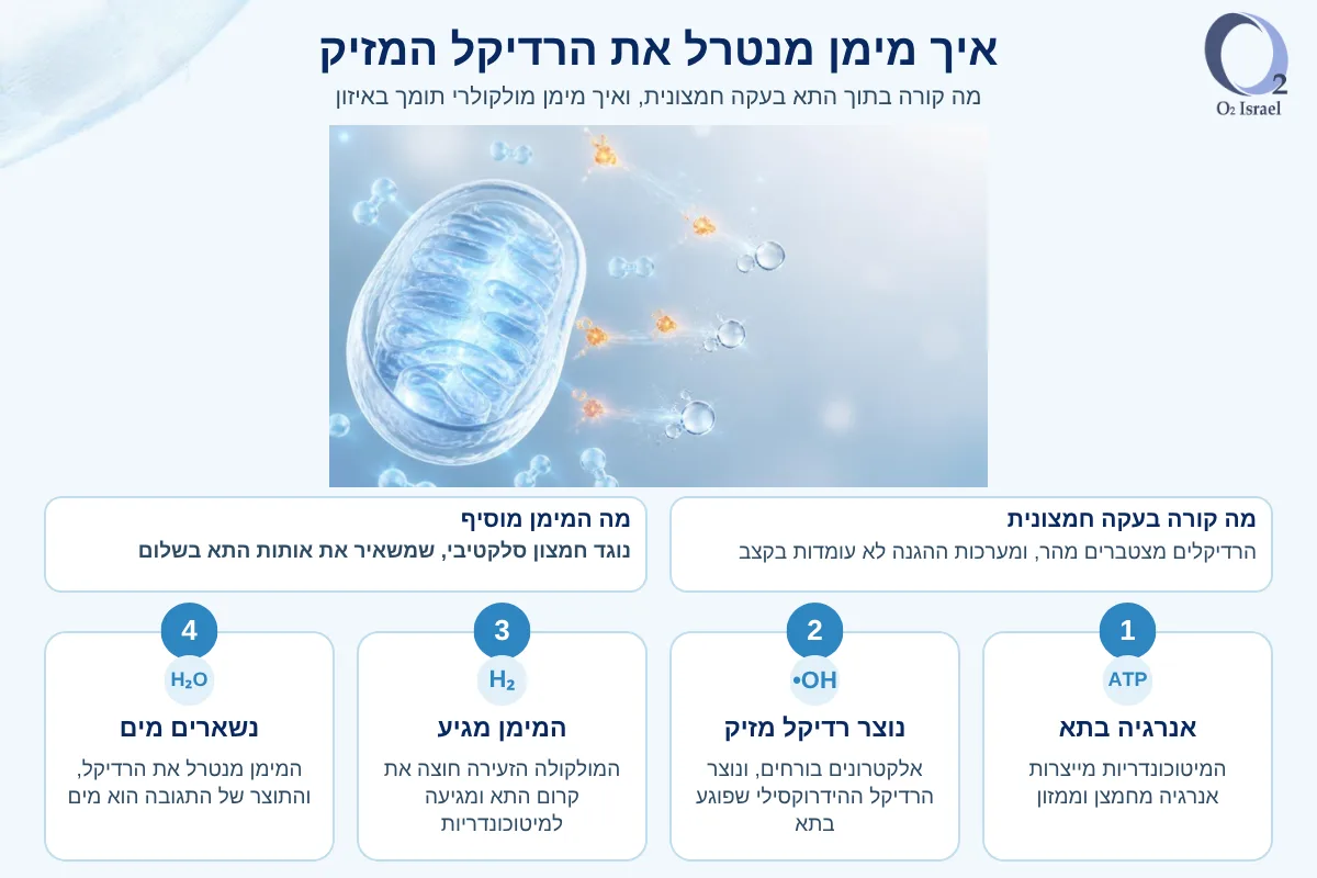 אינפוגרפיקה בארבעה שלבים: המיטוכונדריות מייצרות אנרגיה, נוצר רדיקל הידרוקסילי, מימן מגיע לתא ומנטרל את הרדיקל, והתוצר הוא מים